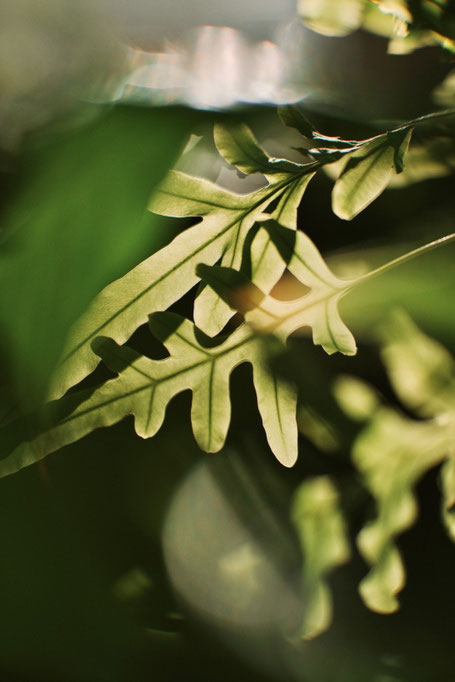 Sample photograph from the Brightin Star 50mm F0.95 field review